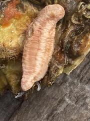 Eupentacta fraudatrix