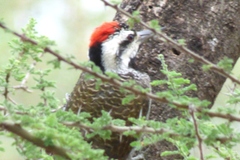 Chloropicus namaquus