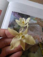 Dendrobium rhombeum