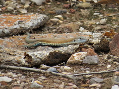 Aspidoscelis parvisocius