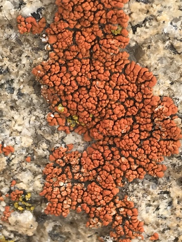 Rock Jewel Lichen