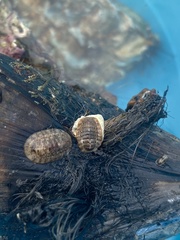 Chitonoidea
