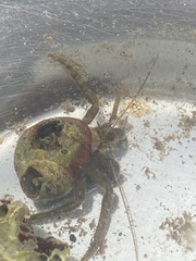 Pagurus middendorffii