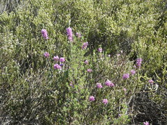 Amphithalea ericifolia erecta