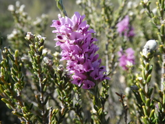 Amphithalea ericifolia erecta