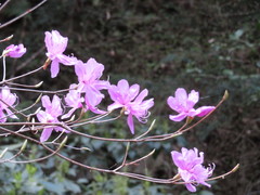 Rhododendron dilatatum
