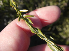 Amphithalea ericifolia erecta