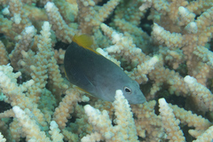 Cephalopholis cyanostigma