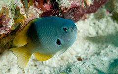 Pomacentrus nigromarginatus