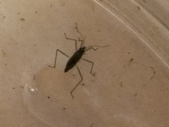Gerromorpha