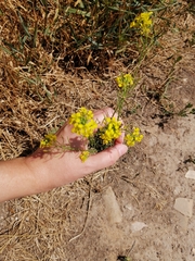 Sisymbrium loeselii