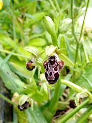 Ophrys kotschyi