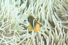 Amphiprion chrysopterus