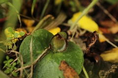 Corybas limpidus