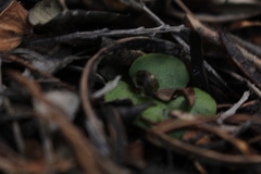 Corybas limpidus