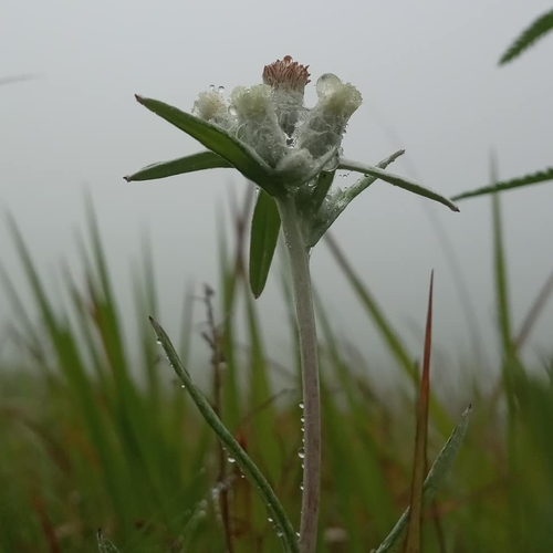Leontopodium leontopodioides (Leontopodium leontopodioides)