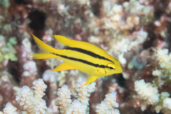 Neoglyphidodon nigroris