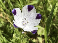 Nemophila maculata