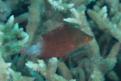 Cheilinus oxycephalus