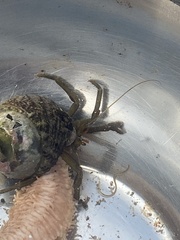 Pagurus middendorffii