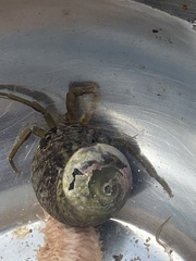 Pagurus middendorffii