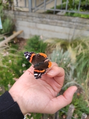 Vanessa atalanta