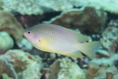 Pomacentrus amboinensis