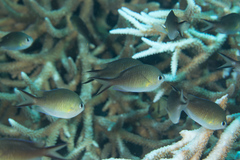 Chromis ternatensis