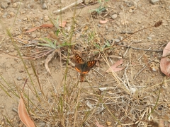 Lycaena phlaeas phlaeoides