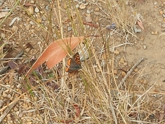 Lycaena phlaeas phlaeoides