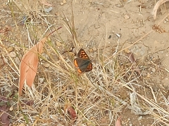 Lycaena phlaeas phlaeoides