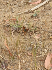Lycaena phlaeas phlaeoides