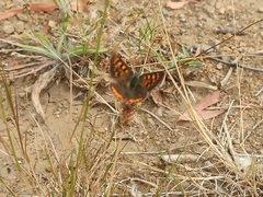 Lycaena phlaeas phlaeoides
