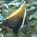 黑身立旗鯛 - Photo 由 Mark Rosenstein 所上傳的 (c) Mark Rosenstein，保留部份權利CC BY-NC-SA