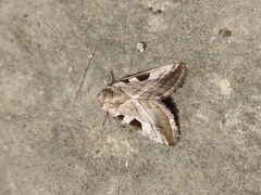Eucarta virgo