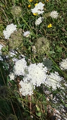 Daucus carota