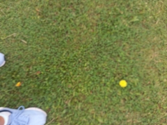 Taraxacum officinale