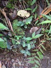 Strobilanthes reptans