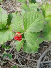 Rubus saxatilis