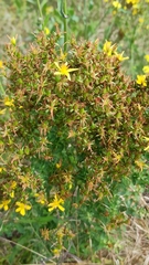 Hypericum perforatum