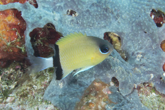 Pycnochromis retrofasciatus