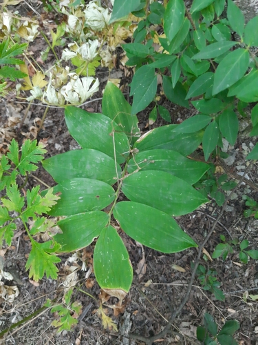 Polygonatum glaberrimum (Polygonatum glaberrimum)