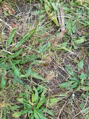 Plantago lanceolata