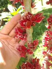 Pavonia strictiflora