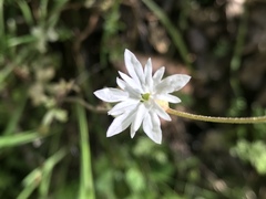 Lithophragma heterophyllum