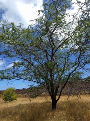 Prosopis pallida