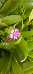 Geranium nodosum