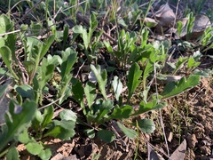 Brachyscome diversifolia