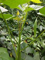 Erythrina poeppigiana