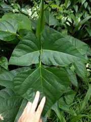 Erythrina poeppigiana